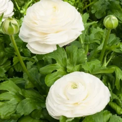 10 Renoncules blanches - Le bouquet blanc facile