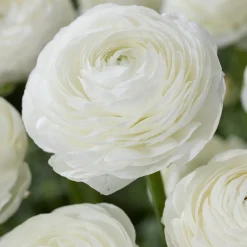 10 Renoncules blanches - Le bouquet blanc facile