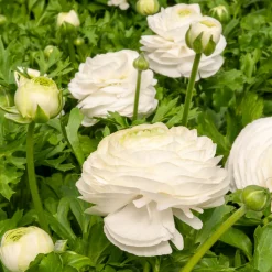 10 Renoncules blanches - Le bouquet blanc facile