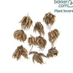 10 Renoncules blanches - Le bouquet blanc facile