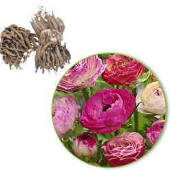15 Renoncules à fleurs doubles Peony Blend en mélange - Des fleurs de pivoine en pot