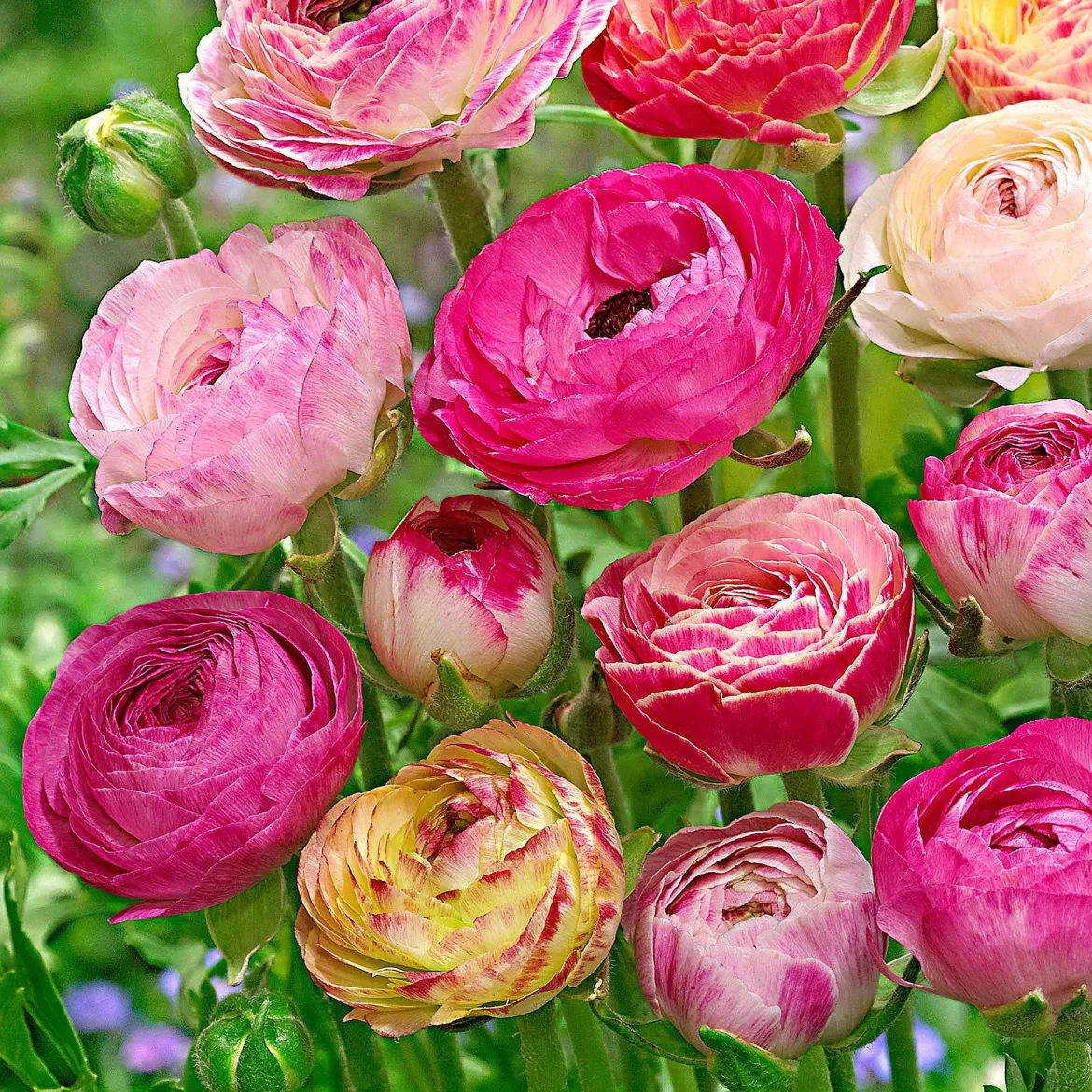 15 Renoncules à fleurs doubles Peony Blend en mélange - Des fleurs de pivoine en pot