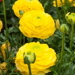 10 Renoncules jaunes - Un feu d'or au jardin