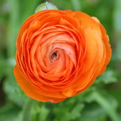 10 Renoncules Orange Flame - Un feu d'orange au jardin