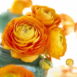 10 Renoncules oranges - L'orange qui réveille le jardin