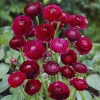 10 Renoncules Pauline - Fleurs doubles effet bouquet