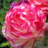12 Renoncules Picotee Pink - Des roses de printemps faciles
