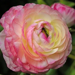 12 Renoncules Picotee Pink - Des roses de printemps faciles