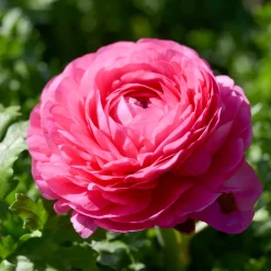 10 Renoncules roses - Des bouquets roses tout frais