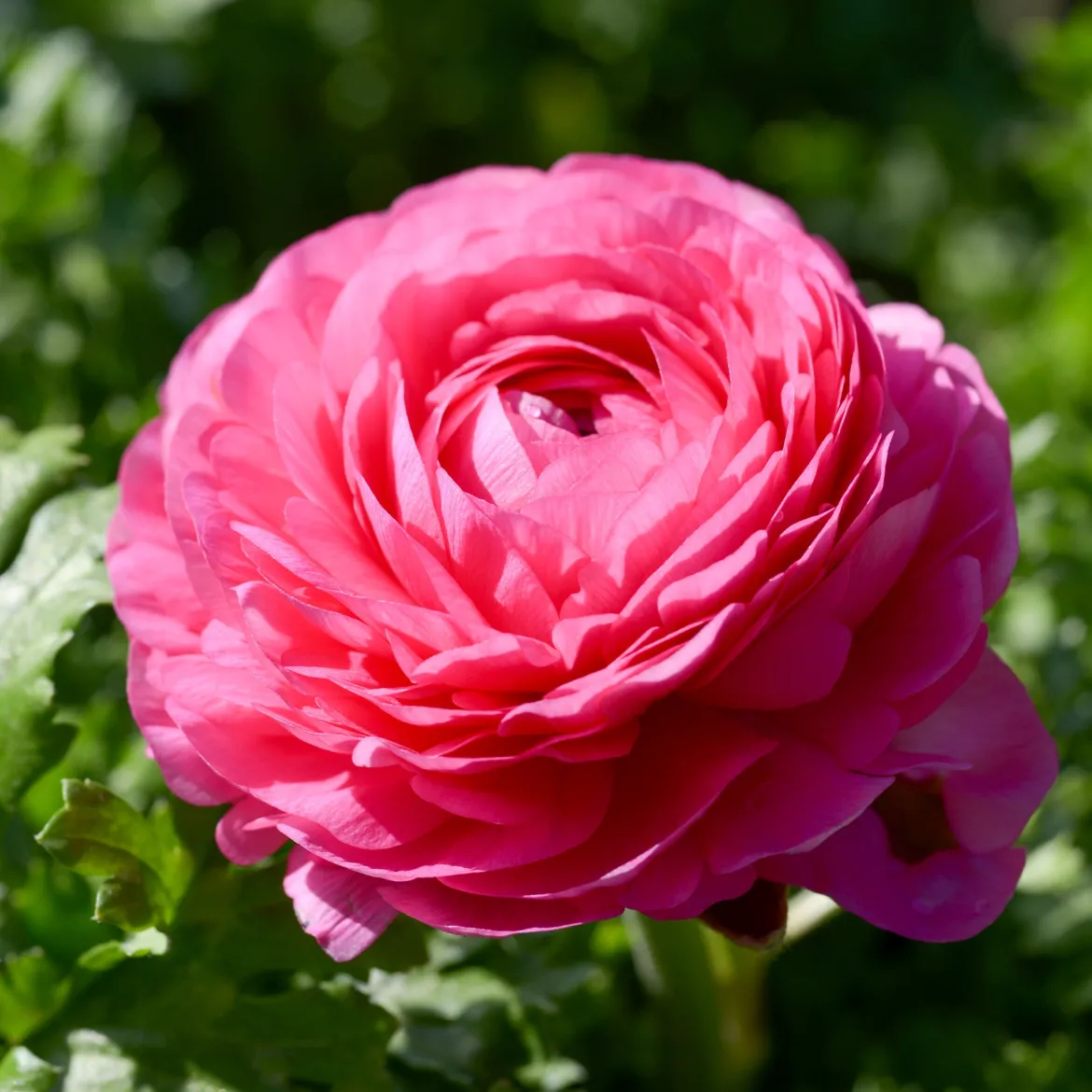 10 Renoncules roses - Des bouquets roses tout frais