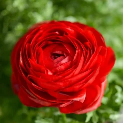 10 Renoncules rouges - Un rouge éclatant au jardin