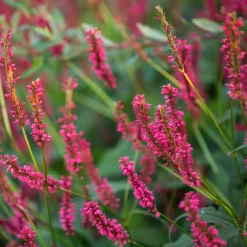 Renouée Amethyst Summer - Persicaire - Fleurs tout l'été sans effort