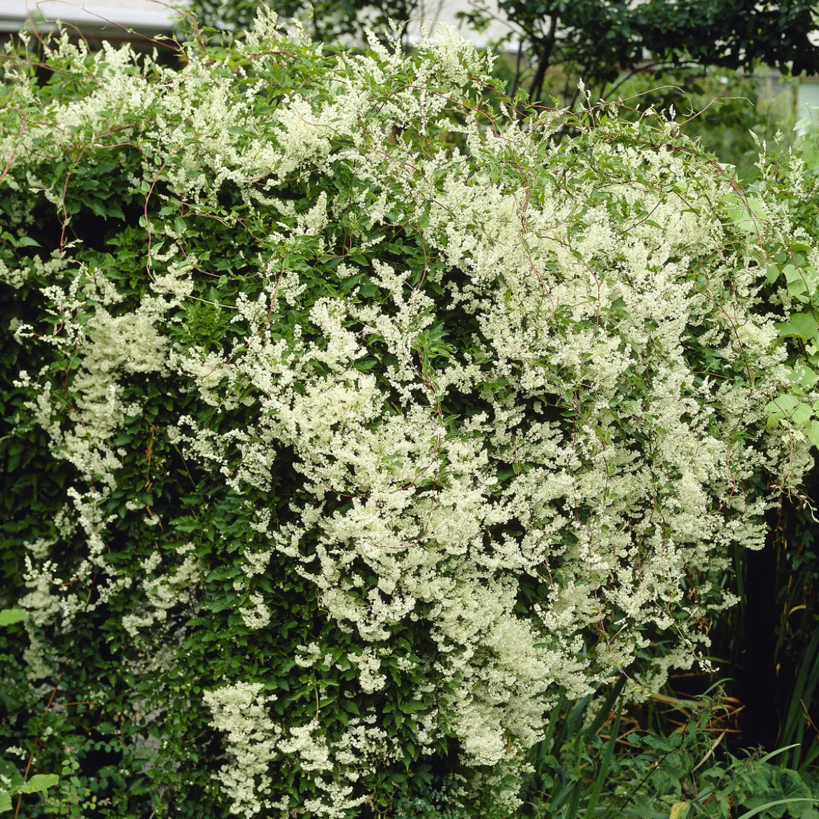 Renouée d'Aubert - Fallopia - Un mur vert en une saison