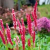 Renouée naine Kabouter - Persicaire - Un tapis fleuri sans effort