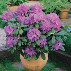 Rhododendron 'Catawbiense Grandiflorum' - Une explosion violette au jardin