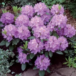 Rhododendron 'Catawbiense Grandiflorum' - Une explosion violette au jardin