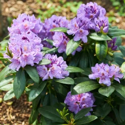 Rhododendron 'Catawbiense Grandiflorum' - Une explosion violette au jardin