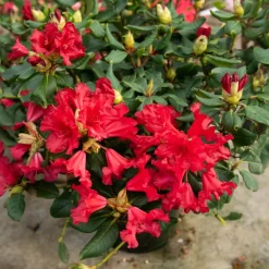 Rhododendron compact Baden Baden - Fleurs rouges, format mini