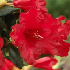 Rhododendron compact Baden Baden - Fleurs rouges, format mini