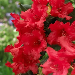Rhododendron compact Baden Baden - Fleurs rouges, format mini