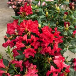 Rhododendron compact Baden Baden - Fleurs rouges, format mini
