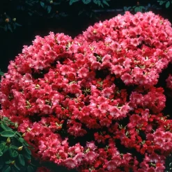 Rhododendron compact Baden Baden - Fleurs rouges, format mini