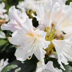 Rhododendron Cunningham's White - Blanc pur, ombre facile
