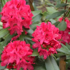 Rhododendron Nova Zembla - Rouge éclatant, gel résistant