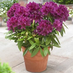 Rhododendron 'Polarnacht' - Un fuchsia qui claque