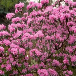 Rhododendron précoce - Fleurit dès février