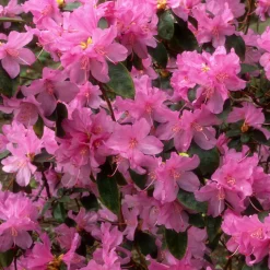 Rhododendron précoce - Fleurit dès février
