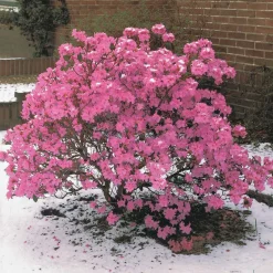Rhododendron précoce - Fleurit dès février