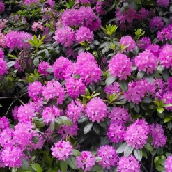 Rhododendron Roseum Elegans - Nuage de fleurs roses