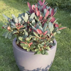 Rhododendron 'Wine & Roses' - Feuillage pourpre, fleurs roses