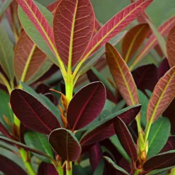Rhododendron 'Wine & Roses' - Feuillage pourpre, fleurs roses