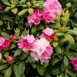 Rhododendron yak 'Doc' - Boules roses, format compact
