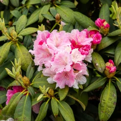 Rhododendron yak 'Doc' - Boules roses, format compact