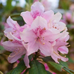 Rhododendron yak 'Doc' - Boules roses, format compact