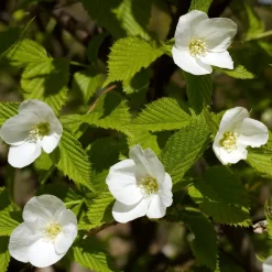 Rhodotypos - Fleurs blanches tout l'été