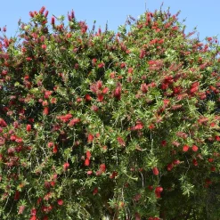 Rince-bouteille rouge - Des fleurs rouges spectaculaires