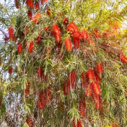 Rince-bouteille rouge - Des fleurs rouges spectaculaires