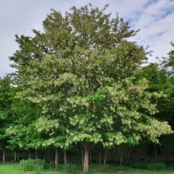 Robinier-faux-acacia - L'ombre fleurie qui pousse vite