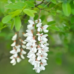 Robinier-faux-acacia - L'ombre fleurie qui pousse vite