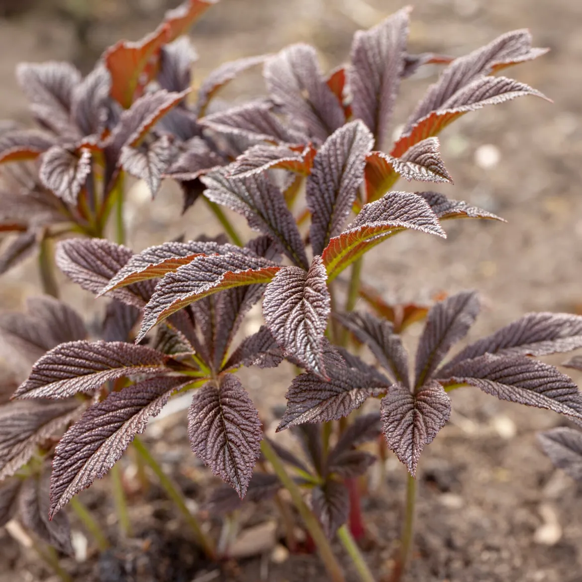 Rodgersia Bronze Peacock - Feuillage bronze spectaculaire