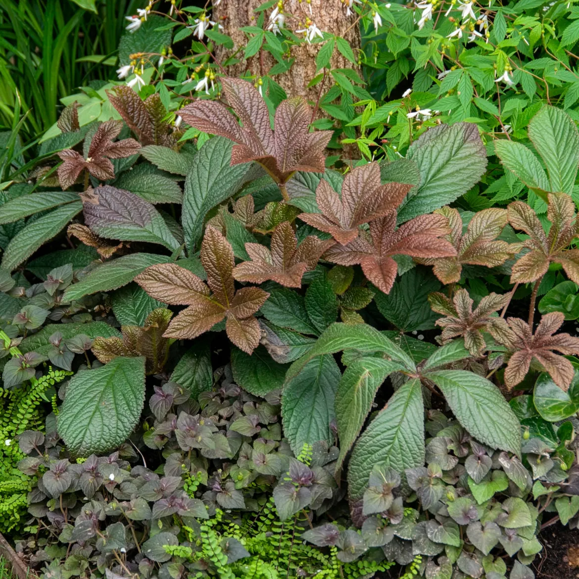 Rodgersia Bronze Peacock - Feuillage bronze spectaculaire