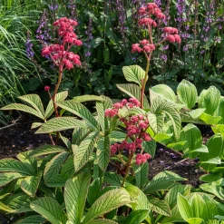 Rodgersia Chocolate Wings - Un feuillage chocolat spectaculaire