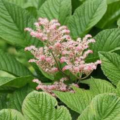 Rodgersia à feuilles de marronnier - Feuillage XXL sans effort