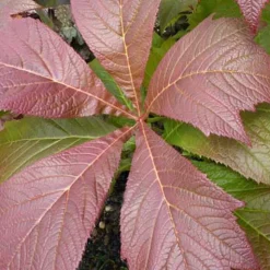 Rodgersia à feuilles pennées Rotlaub - Feuillage rouge spectaculaire