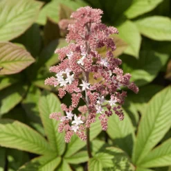 Rodgersia pinnata - L'exotique des coins ombragés