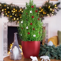 Romarin de Noël - Un sapin qui se cuisine